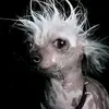 dandubs - @dandubs48 - TikTok