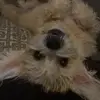 Danica - @dandubs0 - TikTok