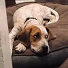FoldaBowl - @dan.duerden - TikTok
