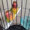 dandugidm - @dandugidm - TikTok