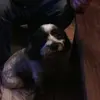 danielduhamel761 - @danielduhamel761 - TikTok