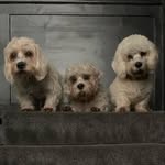 Augie+Tiberius+Ernie+(Bert) - @dunmoredandies - Instagram