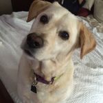 Dan Dupler - @yellow_dog_antiques - Instagram