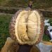 Dan Durian - Facebook