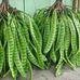 Petani Pete dan Durian - Facebook