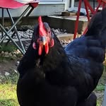 Dan Durkee - @chickens.on.the.farm - Instagram