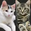 Milky dan Dustin - @milky.dan.dustin - TikTok