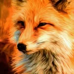 @Dandyck@ - @_focvid - Instagram