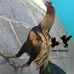Dany Eagles Roosters - Facebook
