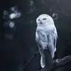 DanEddie72 - @daneddie72 - TikTok