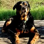 Dan Eddings - @dtrain295 - Instagram