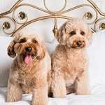 Dan Edgerton - @adventures_with_bobbi_and_lexi - Instagram