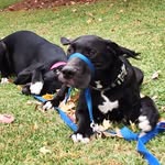 Titan And Mackenzie - @danegerouslycutedanes - Instagram
