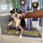 Dane Meister - @daneland_chaeson_kennel - Instagram