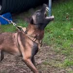 Dan Elia - @bossdogzkennel - Instagram