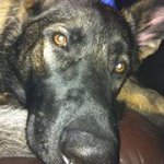 Dan Eriksson - @hillbert8515 - Instagram