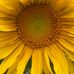 Daniel Fessler - Facebook