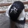 danfey - @sokatheduck - TikTok