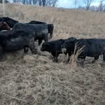 mean99 - @danfike_fanddfarm - Instagram