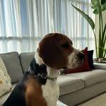 Dan and Louis The First - @danandlouisthedogs - Instagram