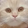 دنفوش - @danfoosh2023 - TikTok