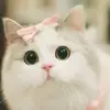 danfox - @danfox101 - TikTok
