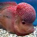 Dan Your FishKeeper Friend - Facebook