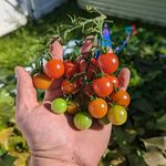 Dan A - @dan_gardens_ny - Instagram