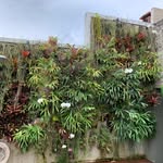 Dan garden☘️ - @dan_garden01 - Instagram