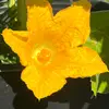 dangardens - @dangardens - TikTok