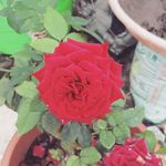 Daniel Backiarajb - @dan__gardening - Instagram