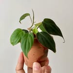 Dan’s green babies - @dangarden_ - Instagram