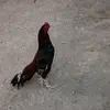 dangar man62 - @dangarman62 - TikTok