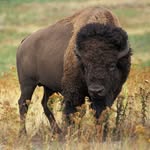 Dan - Garrett - Colby - @savethebison_ojrms - Instagram