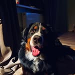 Danguolė Kolpakovienė - @dangausstyga - Instagram