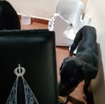 DanilioGentil Gentil - Facebook