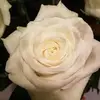danigeoffroy - @danigeoffroy - TikTok