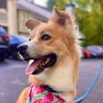 Cassie - @dangerdingo2021 - Instagram