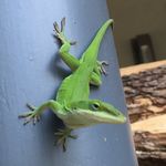 Dan Gerding - @gerdingdan - Instagram