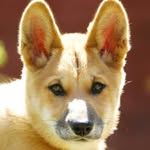 @danger.dingo - Instagram