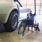 Donnie Jones - @danger_dingo - Instagram