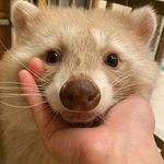 Zach - @danger_dingo117 - Instagram
