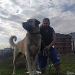 @danger.kennell - Instagram