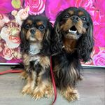Danger & Tayter the Cavaliers 🦦🥔 - @dangertakesover - Instagram