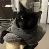 Danger The Cat - @dangerthecat - TikTok