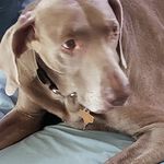Dan Gholson - @hogiebear0120 - Instagram