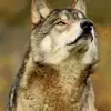 Daniele Giacomini - @daniele.giacomini1 - TikTok