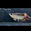 GiapQuocViet(Cá Rồng Bình Dân) - @carongbinhdan_vietgiap - TikTok