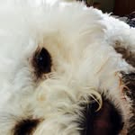 [ Goal 100 Followers ] - @_dan_gibbs - Instagram