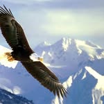 Dan Gilligan - @eagleswingswebsites - Instagram